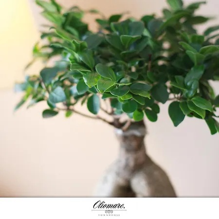 Oliomare تروغير